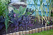 VEGETABLE GROWING IN SMALL SPACES IN SUBURBAN GARDEN - PURPLE KALE