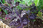 VEGETABLE GROWING IN SMALL SPACES IN SUBURBAN GARDEN - PURPLE KALE