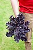 VEGETABLE GROWING IN SMALL SPACES IN SUBURBAN GARDEN - HARVESTED PURPLE KALE