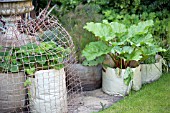 VEGETABLE GROWING IN SMALL SPACES IN SUBURBAN GARDEN - RHUBARB