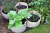 VEGETABLE GROWING IN SMALL SPACES IN SUBURBAN GARDEN - RHUBARB