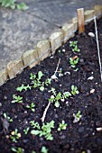 VEGETABLE GROWING IN SMALL SPACES IN SUBURBAN GARDEN - ROCKET