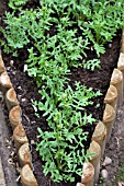 VEGETABLE GROWING IN SMALL SPACES IN SUBURBAN GARDEN - ROCKET