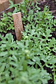 VEGETABLE GROWING IN SMALL SPACES IN SUBURBAN GARDEN - ROCKET