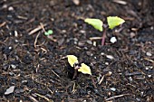 VEGETABLE GROWING IN SMALL SPACES IN SUBURBAN GARDEN - DWARF RUNNER BEANS