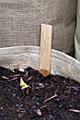 VEGETABLE GROWING IN SMALL SPACES IN SUBURBAN GARDEN - DWARF RUNNER BEANS