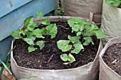 VEGETABLE GROWING IN SMALL SPACES IN SUBURBAN GARDEN - DWARF RUNNER BEANS