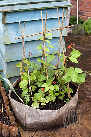 VEGETABLE_GROWING_IN_SMALL_SPACES_IN_SUBURBAN_GARDEN__DWARF_RUNNER_BEANS