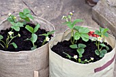 VEGETABLE GROWING IN SMALL SPACES IN SUBURBAN GARDEN - STRAWBERRIES