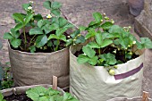 VEGETABLE GROWING IN SMALL SPACES IN SUBURBAN GARDEN - STRAWBERRIES