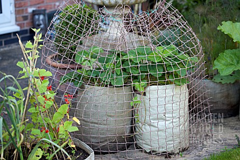 VEGETABLE_GROWING_IN_SMALL_SPACES_IN_SUBURBAN_GARDEN__STRAWBERRY_PROTECTION