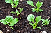 VEGETABLE GROWING IN SMALL SPACES IN SUBURBAN GARDEN - SWISS CHARD