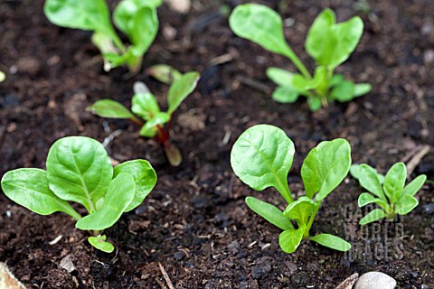 VEGETABLE_GROWING_IN_SMALL_SPACES_IN_SUBURBAN_GARDEN__SWISS_CHARD