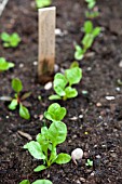 VEGETABLE GROWING IN SMALL SPACES IN SUBURBAN GARDEN - SWISS CHARD