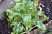 VEGETABLE GROWING IN SMALL SPACES IN SUBURBAN GARDEN - SWISS CHARD