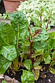 VEGETABLE GROWING IN SMALL SPACES IN SUBURBAN GARDEN - SWISS CHARD