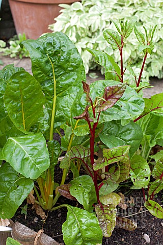 VEGETABLE_GROWING_IN_SMALL_SPACES_IN_SUBURBAN_GARDEN__SWISS_CHARD