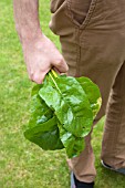 VEGETABLE GROWING IN SMALL SPACES IN SUBURBAN GARDEN - HARVESTED SWISS CHARD