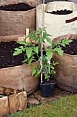 VEGETABLE GROWING IN SMALL SPACES IN SUBURBAN GARDEN - TOMATOES