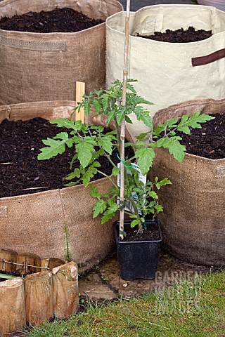 VEGETABLE_GROWING_IN_SMALL_SPACES_IN_SUBURBAN_GARDEN__TOMATOES