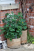 VEGETABLE GROWING IN SMALL SPACES IN SUBURBAN GARDEN - TOMATOES