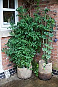 VEGETABLE GROWING IN SMALL SPACES IN SUBURBAN GARDEN - TOMATOES