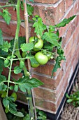 VEGETABLE GROWING IN SMALL SPACES IN SUBURBAN GARDEN - TOMATOES