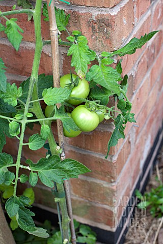 VEGETABLE_GROWING_IN_SMALL_SPACES_IN_SUBURBAN_GARDEN__TOMATOES