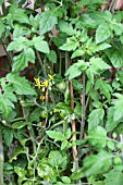 VEGETABLE GROWING IN SMALL SPACES IN SUBURBAN GARDEN - TOMATOES