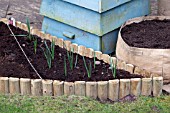 VEGETABLE GROWING IN SMALL SPACES IN SUBURBAN GARDEN - GARLIC