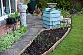 VEGETABLE GROWING IN SMALL SPACES IN SUBURBAN GARDEN - YOUNG PLANTS