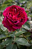 ROSA FALSTAFF