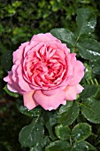 ROSA PRINCESS ALEXANDRA OF KENT