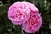 ROSA PRINCESS ALEXANDRA OF KENT