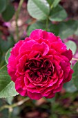 ROSA PROSPERO