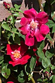 ROSA ALLEN CHANDLER
