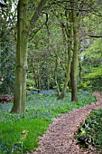 BLUEBELL WOOD AT WINTERBOURNE BOTANIC GARDEN