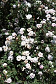 ROSA PIMPINELLIFOLIA FALKLAND