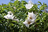 ROSA RUGOSA ALBA