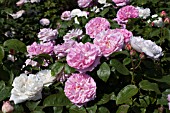 ROSA WINCHESTER CATHEDRAL