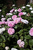 ROSA WINCHESTER CATHEDRAL