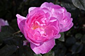 ROSA SKYLARK