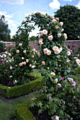 ROSA CROWN PRINCESS MARGARETA