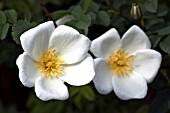 ROSA PIMPINELLIFOLIA GRANDIFLORA