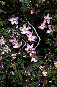 ROSA PIMPINELLIFOLIA GLORY OF EDZELL