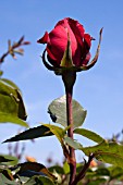ROSA RUBY ANNIVERSARY