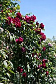 ROSA ETOILE DE HOLLANDE