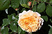 ROSA CROWN PRINCESS MARGARETA