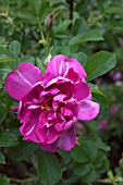 ROSA HANSA RUGOSA