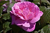 ROSA CHARLES RENNIE MACKINTOSH